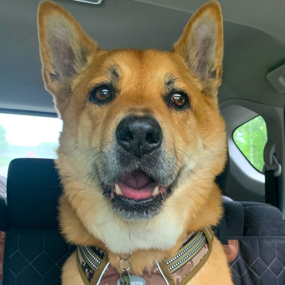 Meet your Posher, Jessie